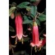 CORREA DUSKY BELLS